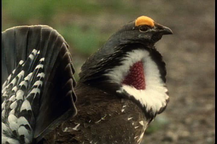 Male blue grouse puffs up its feathers to attract a mate.