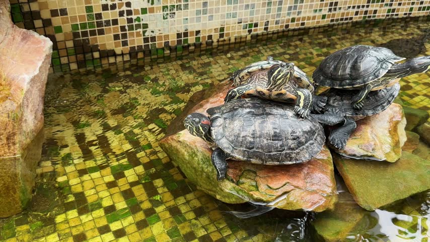 Red eared slider turtles bask on wet rocks emerging from zoo mosaic water tank. Aquatic reptiles sunbathe together near clear pond edge. Close up framing focus on turtle carapaces.