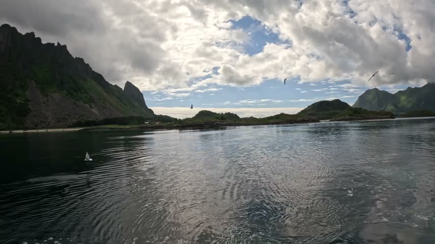 Ultra-wide stock footage of a white-tailed sea eagle diving to snatch a fish from the water near Svolvaer, Lofoten, Northern Norway, surrounded by fluttering seagulls, dramatic cloud-capped mountains and serene fjord waters.