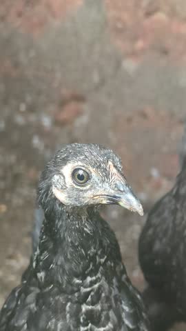 close up portrait of young chicken 