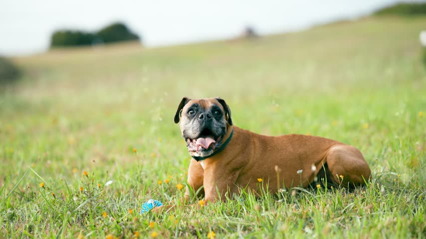 Adorable brown purebred boxer dog lying on the green grass and panting. The happy canine is resting in a beautiful meadow with its toy