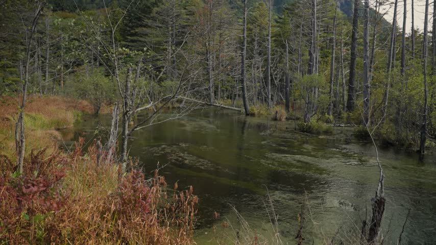 Beautiful pristine landscape of a serene pond surrounded by a forest of withered trees with the majestic Japanese Alps mountains shrouded in mist and clouds in the scenic valley of Kamikochi