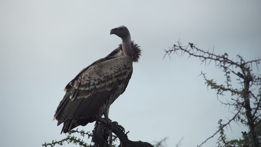 Vulture Perched on Thorny Acacia Tree Against Pale Sky