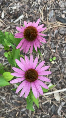 Close-up of two pink echinacea flowers with distinctive spiky orange-brown centers blooming outdoors. Natural summer garden scene with green leaves and soft botanical surroundings.