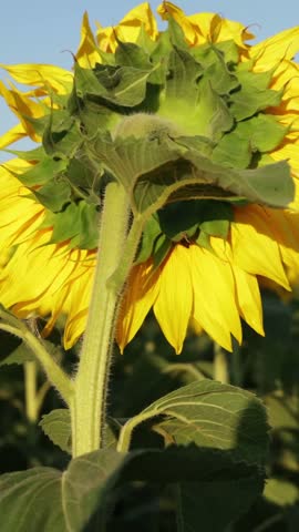 A vast field of bright yellow sunflowers with green stems and leaves, seen from behind, under a clear blue sky