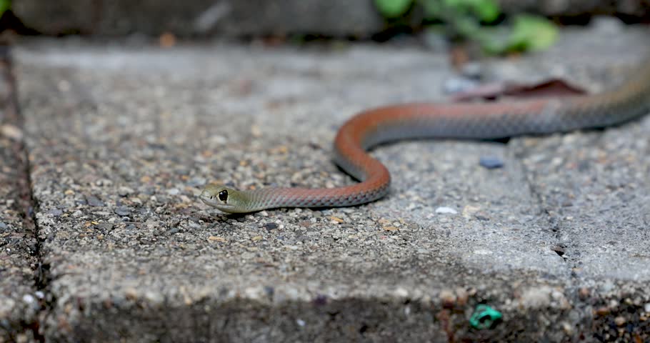Yellow-faced whipsnake resting on a concrete pathway, Queensland., Australia