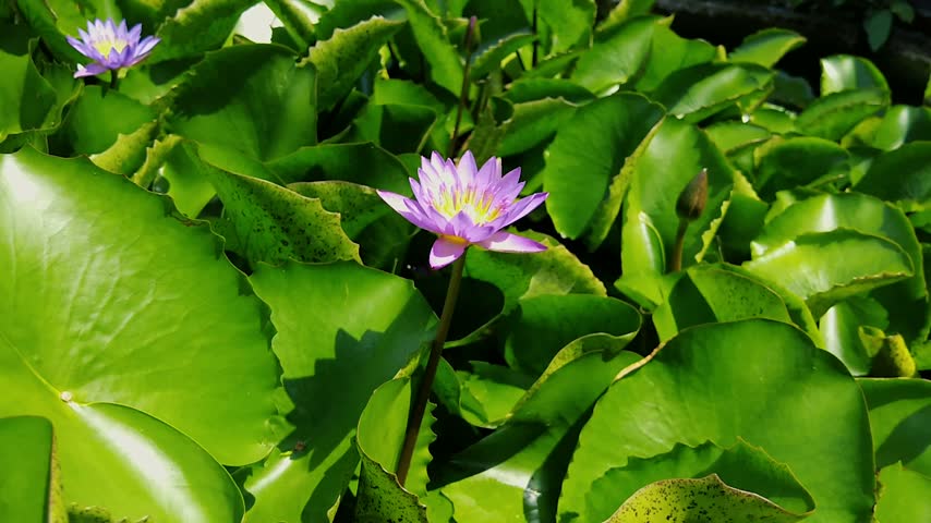 Vibrant purple water lily flower in bloom amidst green lotus leaves in pond close-up top view shot
