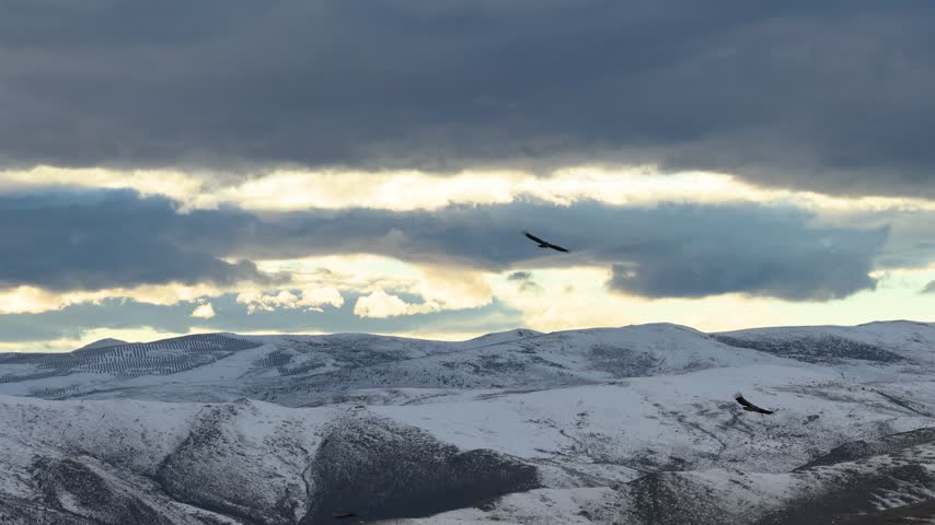 Aerial view of wild eagle flying over snow covered mountain plateau, high altitude alpine landscape, dramatic cloudy sky,Aerial shot of wild eagle soaring above vast snow‑covered mountain plateau in high‑altitude wilderness. Dramatic cloudy sky over alpine snow mountains, wild nature scenery of highland.
