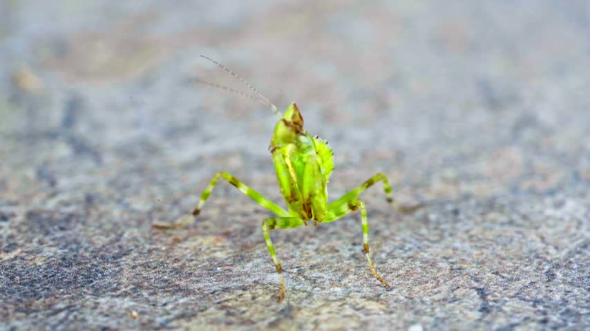 Macro shot of a green insect resembling a praying mantis crawling slowly on a grainy surface outdoors in natural daylight.