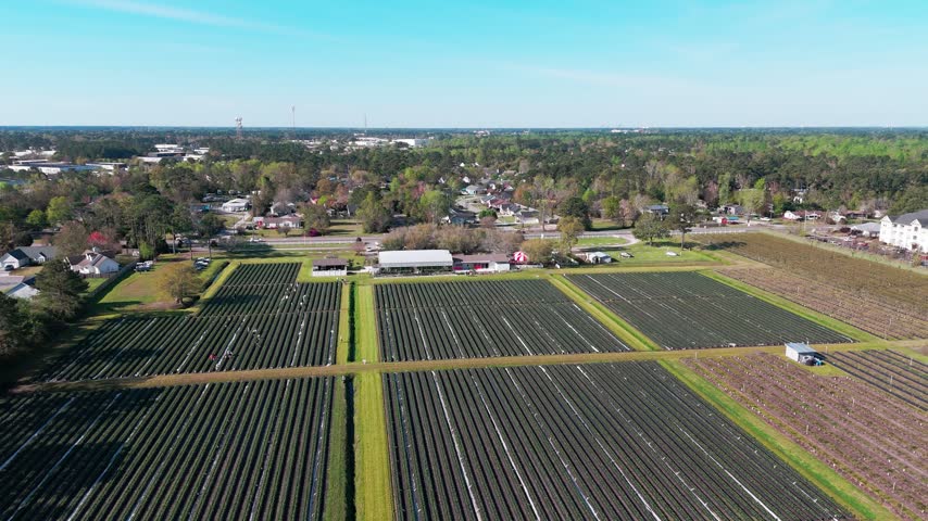 Aerial view of Lewis Strawberry Nursery and Farm with rows of crops and surrounding rural landscape in Wilmington, North Carolina, United States.