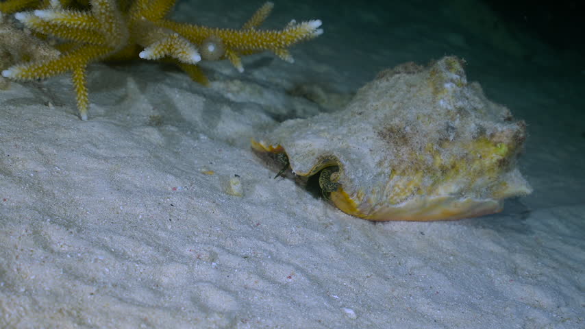 A queen conch slowly moves across a bright sandy seabed. Fine grains of sand shift beneath its muscular foot as it glides forward with steady, deliberate motion.