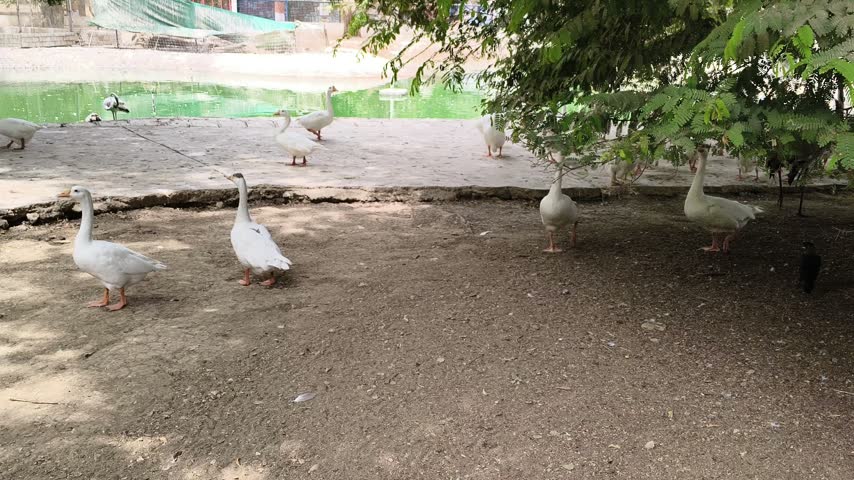 Flock of White Geese Walking and Roaming in Outdoor Park, Domestic Water Birds in Green Natural Environment – 4K Footage