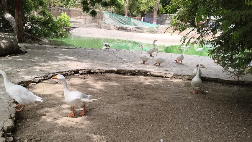 White Geese Walking Together Near Pond in Outdoor Garden, Beautiful Waterfowl and Natural Bird Behavior – 4K Footage
