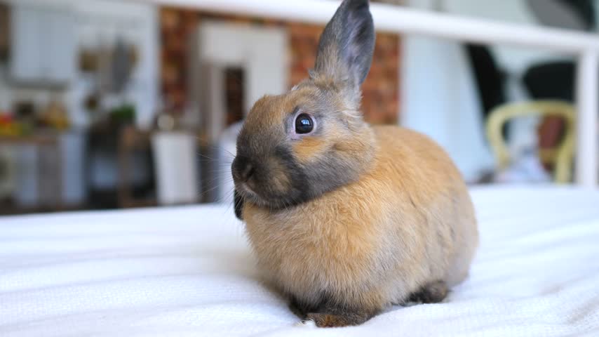 Adorable fluffy brown dwarf rabbit sitting on a soft white blanket inside a cozy home. The small domestic pet is calmly looking around, twitching its nose and showing its cute whiskers