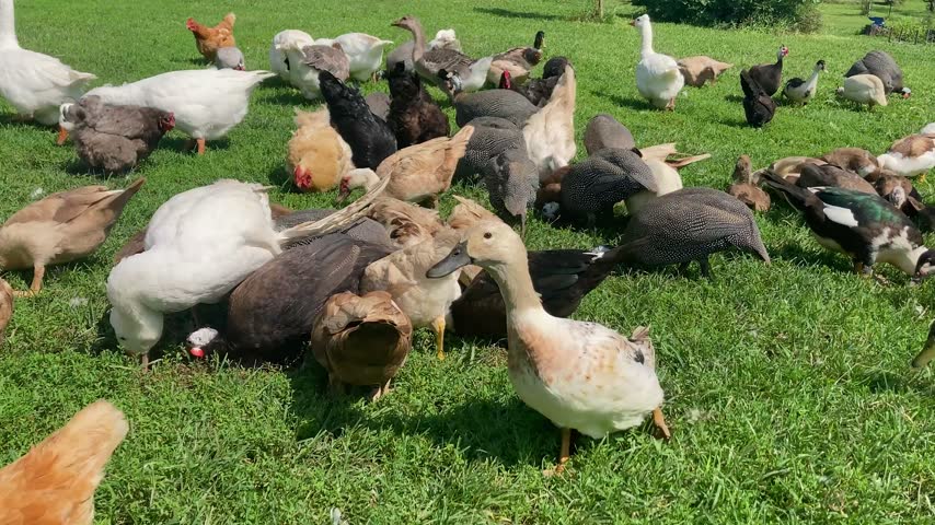 Backyard poultry flock, chickens, ducks, geese and guinea fowl forage in green grass
