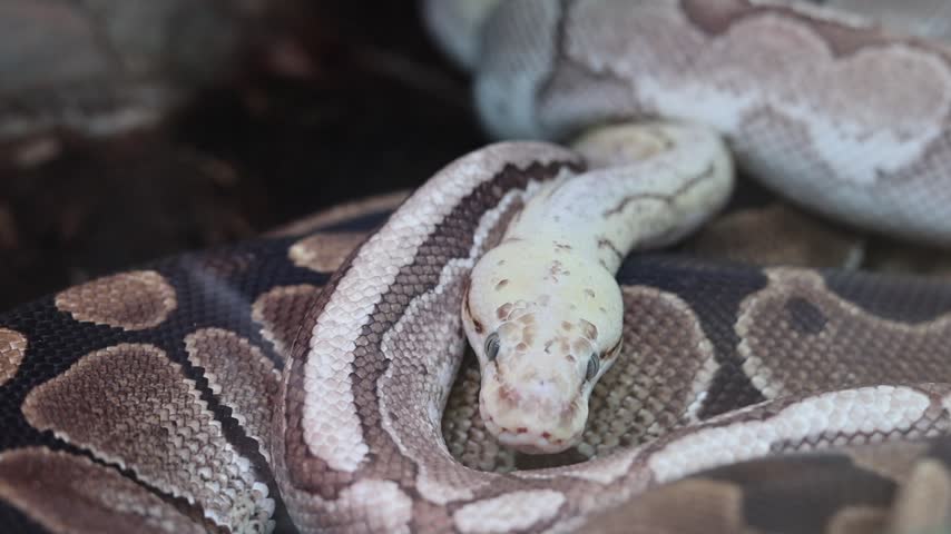 Ball python snake resting in terrarium enclosure, captive exotic reptile wildlife portrait