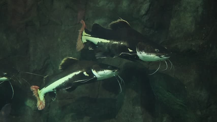 Red-tailed catfish swimming in a large aquarium, freshwater fish in public aquarium exhibit, aquatic life