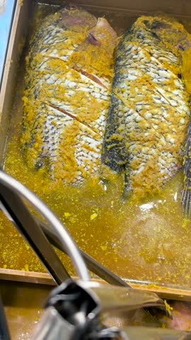 A large, fresh, and seasoned giant gourami (Osphronemus goramy). Close-up video footage. Popular types of freshwater fish.