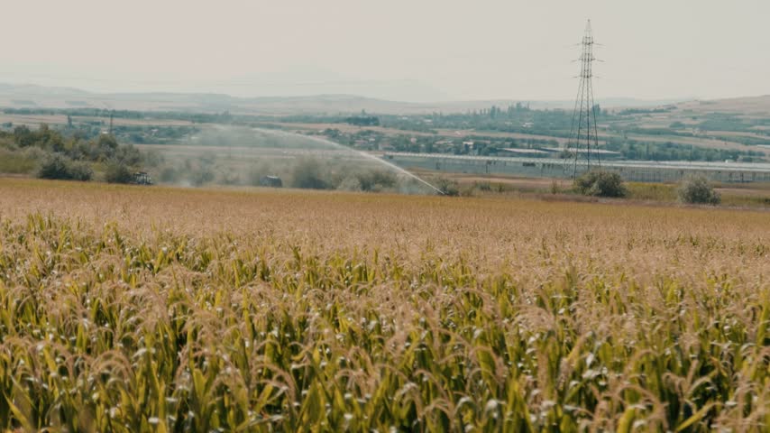 Water cannon watering a corn field. Huge high-pressure sprinkle spraying over crops.