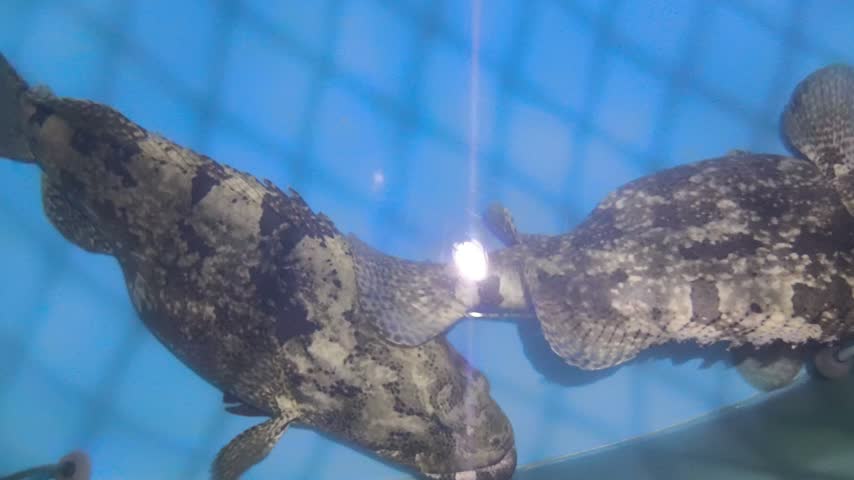 Giant grouper fish swimming inside a commercial aquaculture tank for sustainable fish farming and seafood production.