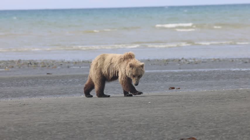 Brown bear digging for clams in Katmai national park alaska