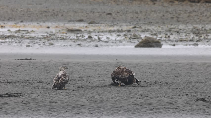 Juvenile bald eagles in katmai national park alaska