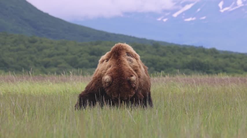 Brown bear eating sedge grass in katmai national park alaska