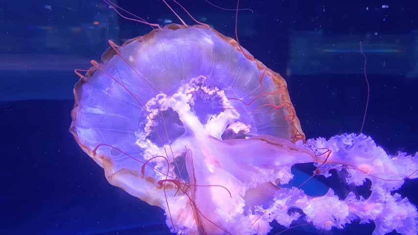 Exotic Sea Nettle Jellyfish Swimming in Deep Blue Water Aquarium. Close up or side view of Pacific sea nettle (Chrysaora fuscescens), a distinctive species of free-floating scyphozoan jellyfish.  - 4K