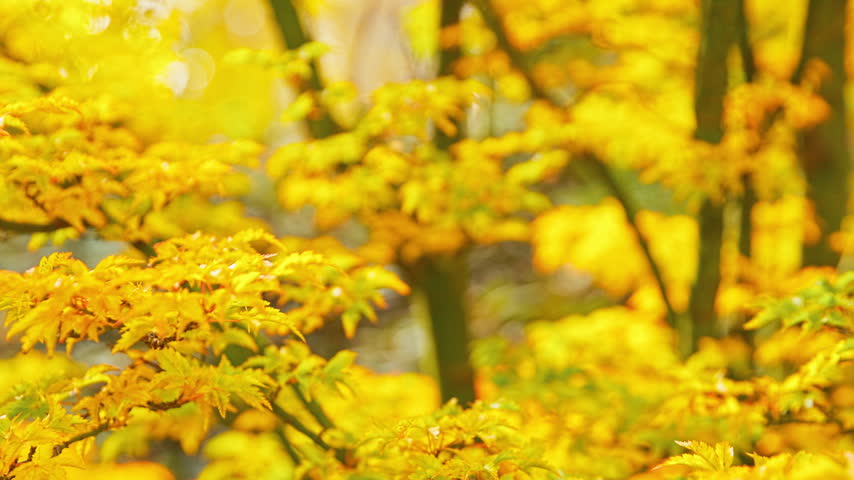Slow motion view looking up through a canopy of vibrant golden maple leaves gently swaying in the autumn breeze beneath a deep blue sky. Bright seasonal foliage in warm natural sunlight.