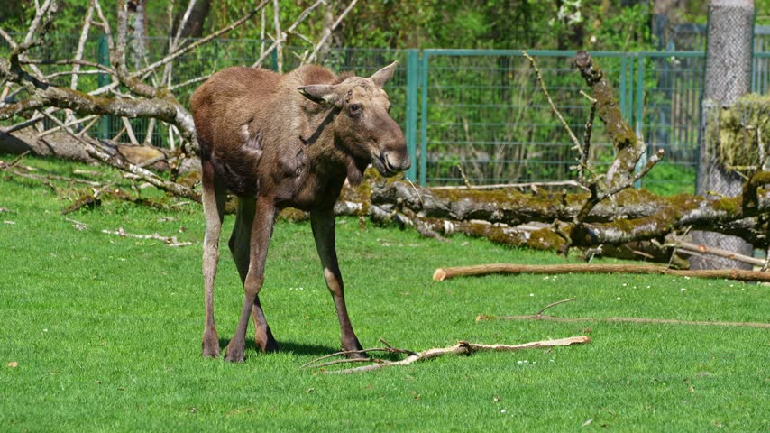 The moose or elk, Alces alces is the largest extant species in the deer family. Moose are distinguished by the broad, flat, or palmate antlers of the males.