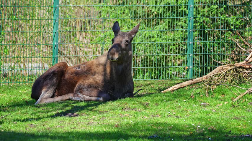 The moose or elk, Alces alces is the largest extant species in the deer family. Moose are distinguished by the broad, flat, or palmate antlers of the males.