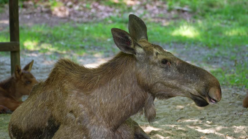 The moose or elk, Alces alces is the largest extant species in the deer family. Moose are distinguished by the broad, flat, or palmate antlers of the males.