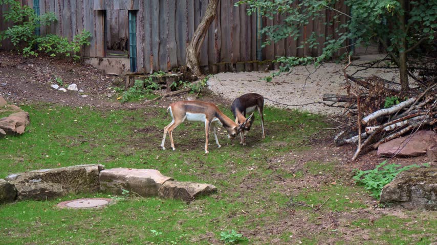 4K video of two male blackbuck antelopes locking horns and sparring on a grassy clearing in an outdoor enclosure.