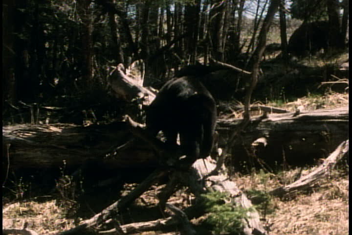 Black bear walks along trunks of fallen trees, foraging for food.