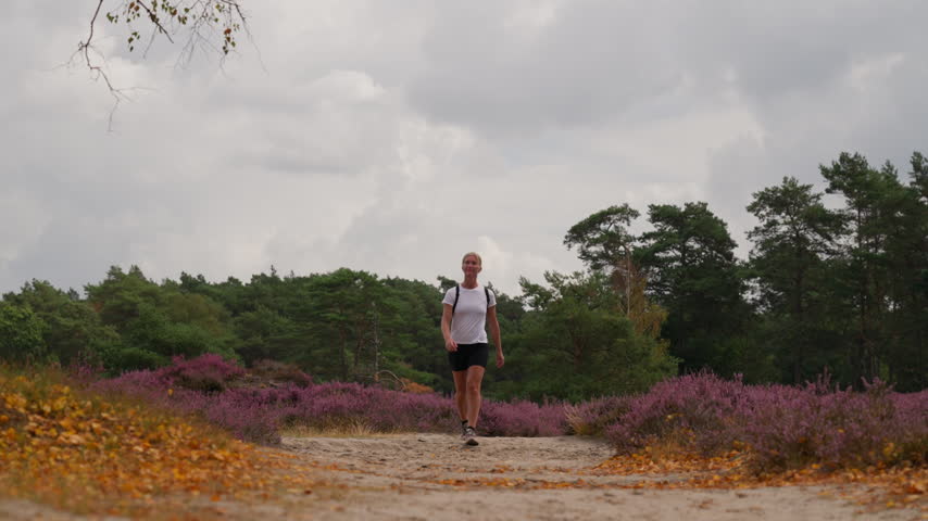 Caucasian blonde woman in sportswear walks along a sandy path through blooming purple heather, with yellow tree leaves scattered across the ground in early autumn on beautiful heathland.