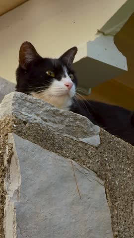 Low angle close up shot of a tuxedo black and white cat yawning widely while lying on a stone wall. Detailed view of open mouth, sharp teeth, pink tongue, and funny feline facial expression