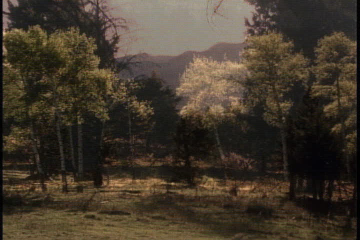 Black bear lumbers across meadow at the edge of the forest in spring.