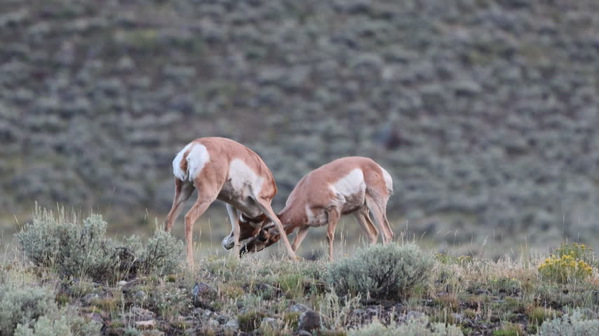 Two male pronghorn antelopes engage in aggressive territorial sparring behavior, locking horns on a sagebrush ridge in Yellowstone National Park.