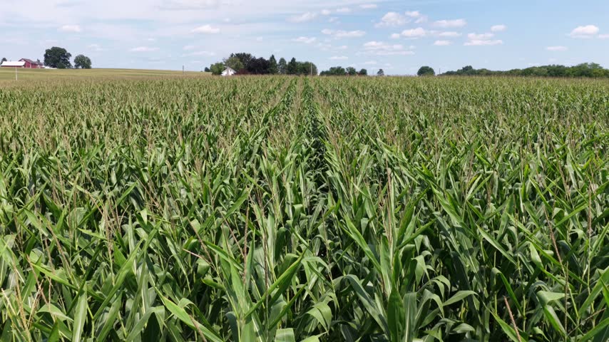 Corn rows stretch toward distant red barn and white farmhouse across Midwest cropland in the United States, scattered clouds drift above dense green stalks and tree line. Aerial drone flyover shot