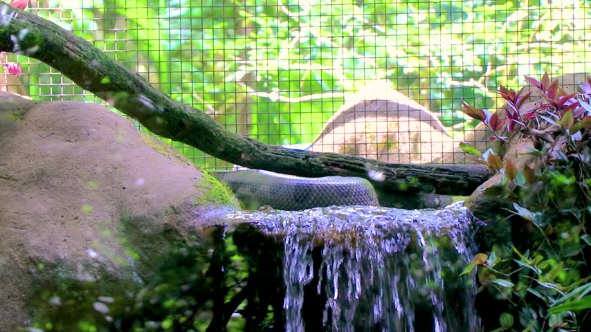 Green Anaconda resting beside a river and waterfall in tropical rainforest surroundings at Parque das Aves in Foz do Iguacu State of Parana Brazil.