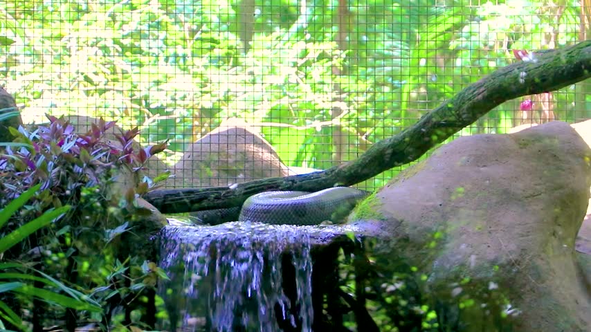 Green Anaconda resting beside a river and waterfall in tropical rainforest surroundings at Parque das Aves in Foz do Iguacu State of Parana Brazil.