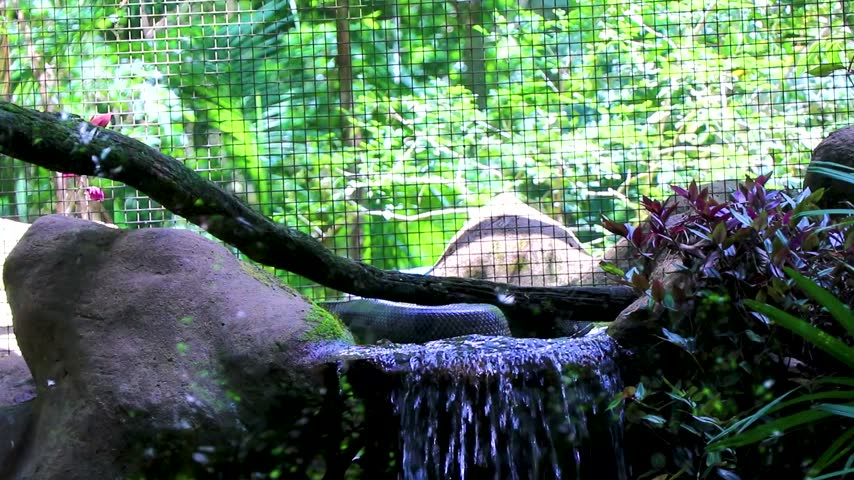 Green Anaconda resting beside a river and waterfall in tropical rainforest surroundings at Parque das Aves in Foz do Iguacu State of Parana Brazil.