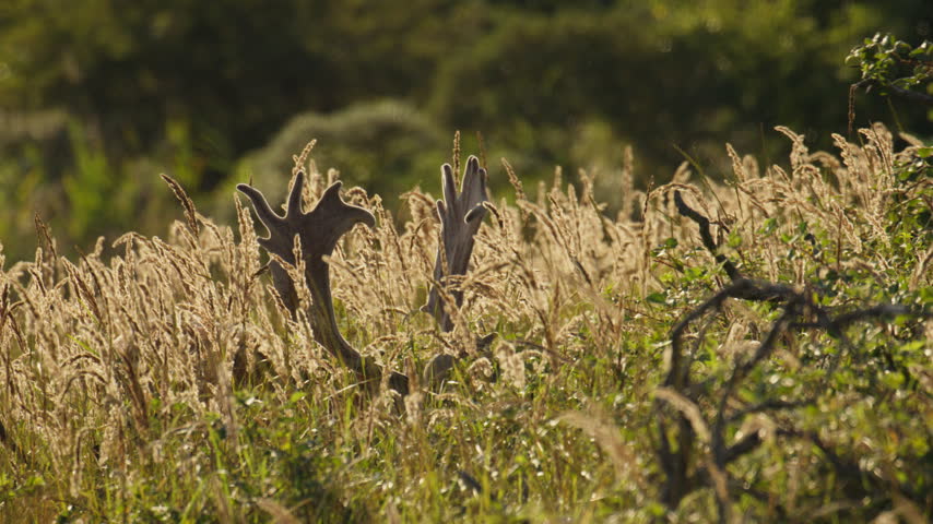 Male fallow deer with large velvet antlers stands among tall golden grasses in warm sunlight rising through the reeds staring forward, telephoto static