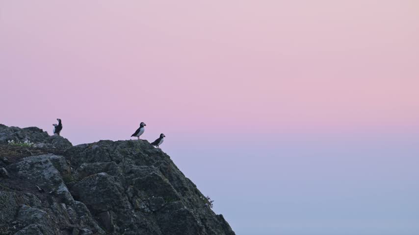 Puffins Flying on Coast at Purple Sunset, Atlantic Puffins In Flight and Perching, Perched on Rocks on the Coast with Beautiful Purple Sunset Sky, UK Seabirds and Birds on Skomer Island in Wales