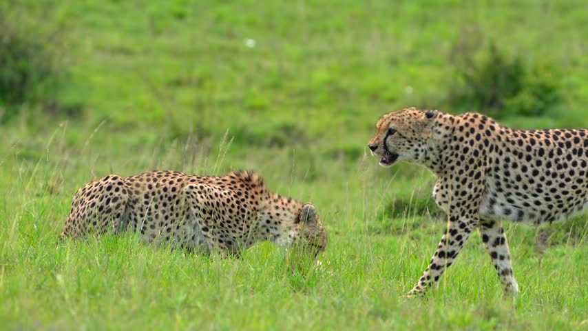 Wild Cheetah Feeding on a Rabbit as Another Cheetah Walks Past Through the Lush Green African Grassland