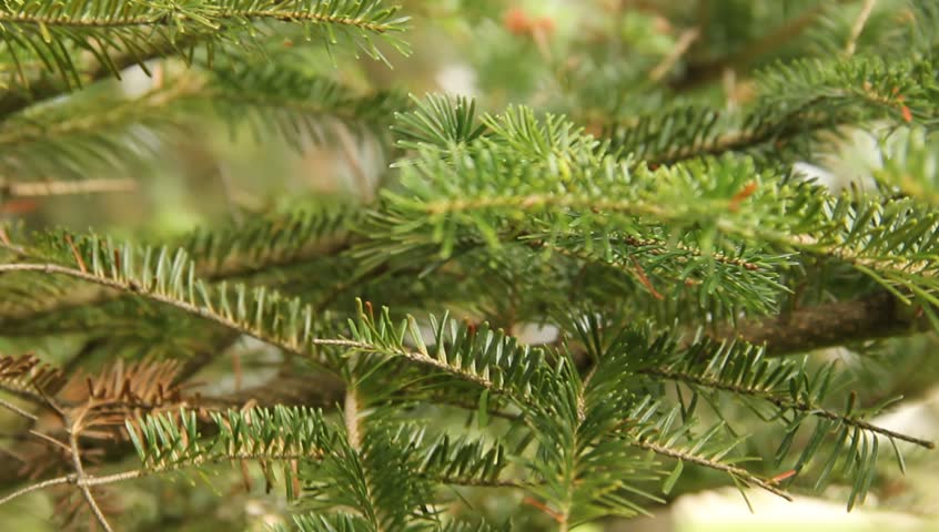 Short Needle Pine Tree Stock Footage Video (100% Royalty-free) 4171171