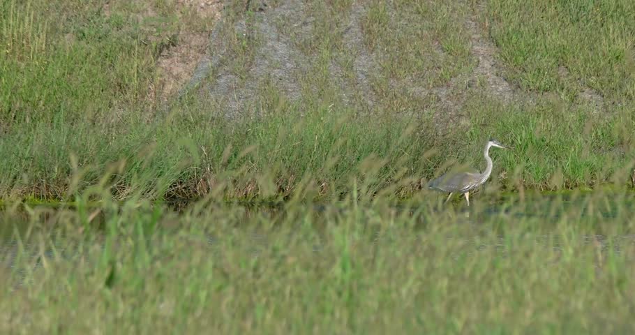 Great Blue Heron Catches a Fish Through Grass in a Wetland Pond. DCI 24p.