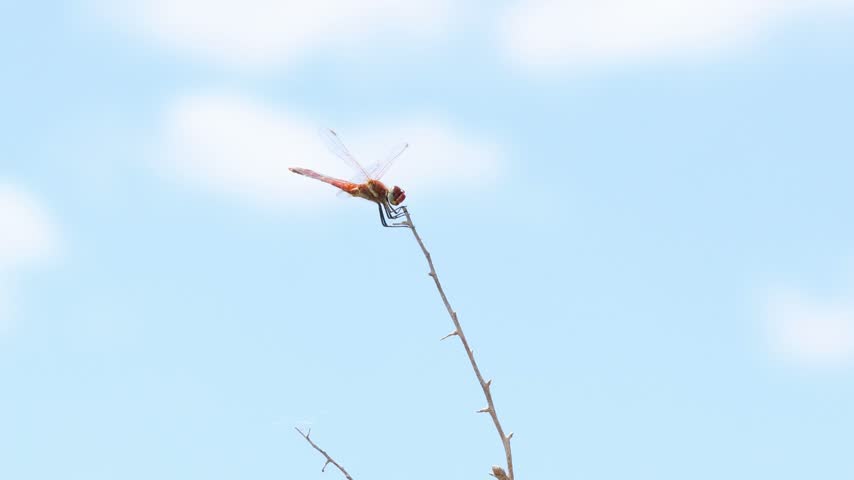 Red dragonfly perching on a branch against a blue sky