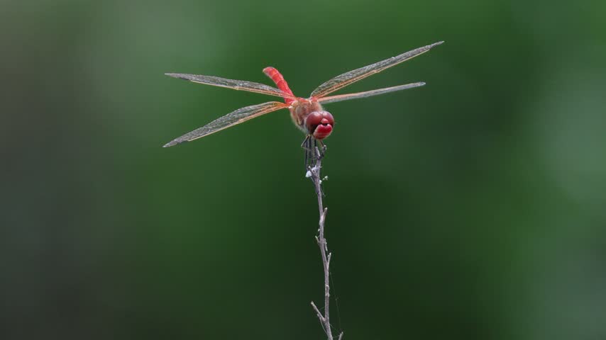 Red dragonfly taking off and landing on a twig