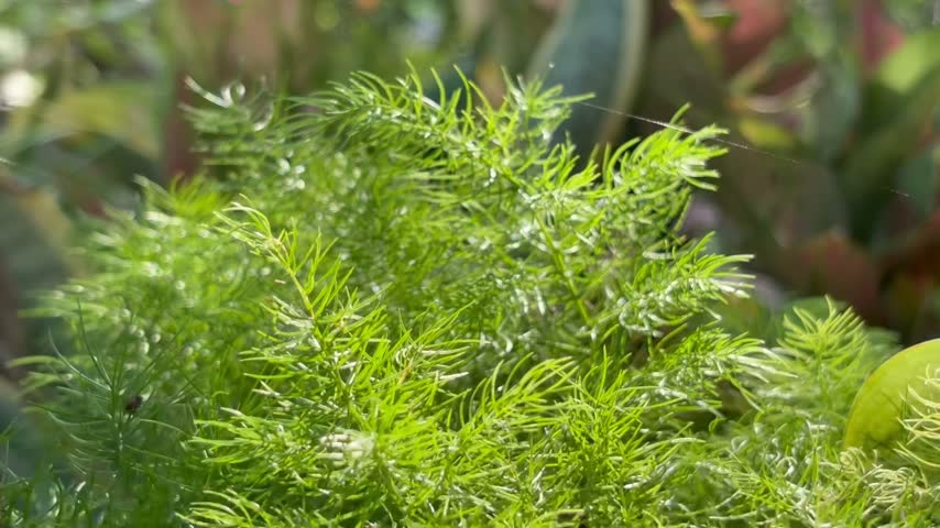 Vibrant Green Asparagus Fern Foliage in Natural Sunlight